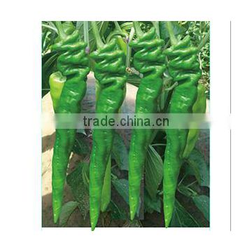 Screw pepper Seeds chinese vegetable seeds for growing- Trachinoid No.1