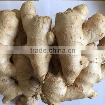 Fresh ginger, air dry fresh ginger, chinese fresh ginger price