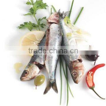 Mediterranean Canned Sardines in Vegetable Oil With Spicy Sauce , High Quality Sardines,Sardines in Cans With Spicy Sauce 125g photo-3