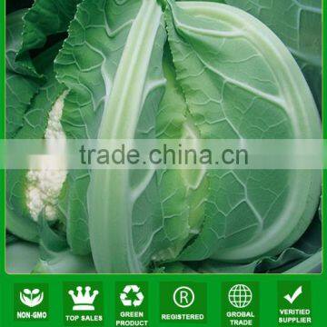 CF12 XJ no.2 65 days early maturity f1 hybrid white cauliflower seeds