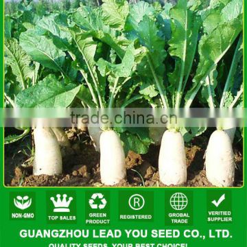 R02 Maer mid-early maturity white radish seeds, vegetable seeds