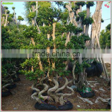 Ficus Microcarpa outdoor plant( 5 pcs s shaped combination ficus)