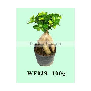 Bonsai Ficus/Ficus Microcarpa