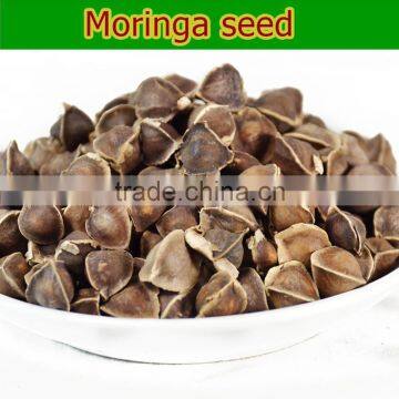 High Quality Thailand Moringa Seed for Health Benefits