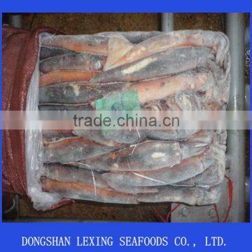 Frozen Argentinus Illex Squid