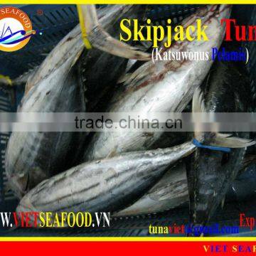 FROZEN W/R SKIPJACK TUNA