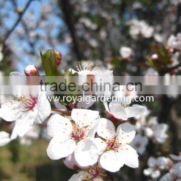 Prunus Cerasifera Trees photo-2