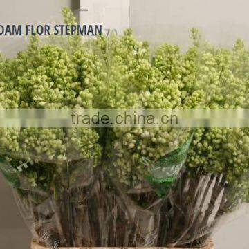 SYRINGA MADAM FLOR STEPMAN