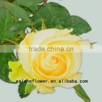 Long lasting indian fresh flower garlands rose wholesale peach avalanche rose for weddings from focus/china