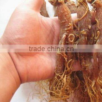Natue Body Tonic Herb Red Ginseng Root / Panax Ginseng / Ninjin With Tail photo-2