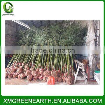 PHYLLOSTACHYS PUBESCENS Diameter 3-4cm (1)