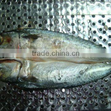 frozen pacific mackerel