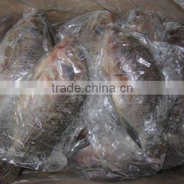 frozen fish price filete de tilapia precio