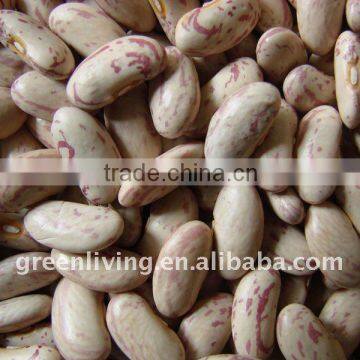 new crop specked kidney bean (red purple and light)