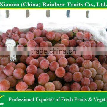 Fresh Fruit of Yunnan Red Globe Grape With Good Taste Grapes Peru Seedless Grapes photo-3