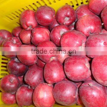 HUANIU APPLE photo-5