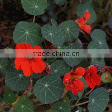 Tropaeolum majus Nasturtium Garden Nasturtium Indian Cress