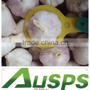 Chinese Garlic