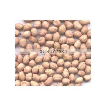 EXPORTER OF BEST GROUNDNUT KERNEL FROM INDIA