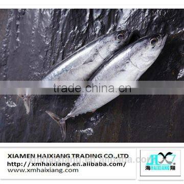 Frozen seafood-Bonito tuna in China