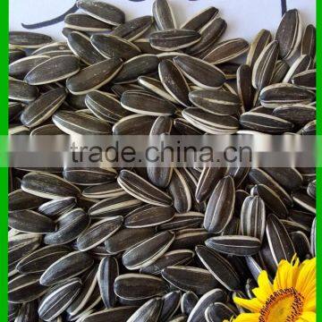 new crop bulk chinese sunflower seeds 5009