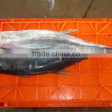 Yellowfin Tuna