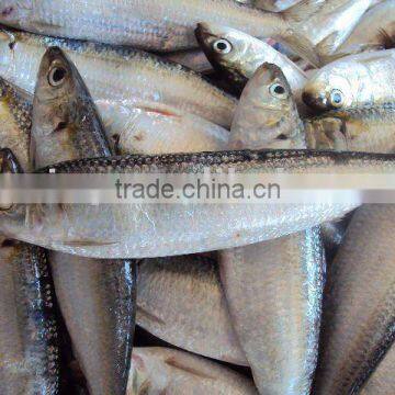 Seafood Sardine Fish photo-2