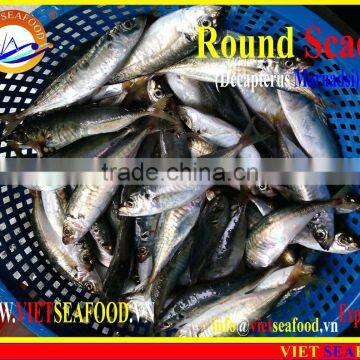 FROZEN WHOLE ROUND MARUADSI (ROUND SCAD) photo-2