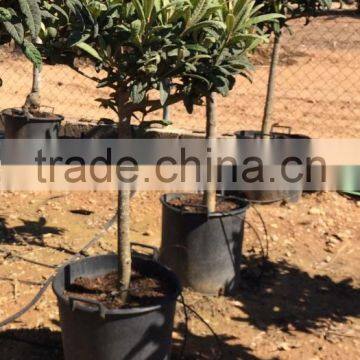 Fruit Trees photo-4