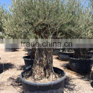 Olive Tree Olea Europaea Bonsai photo-3