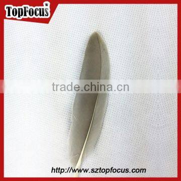 50pcs Home Decorative Dyed Natural Grey Dyed Goose Feathers Sale