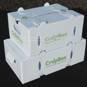 4mm pp corrugated sheet for fruit box