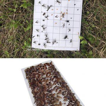 China Bug Insect Killer Stickers Patch Pest Catcher Trap