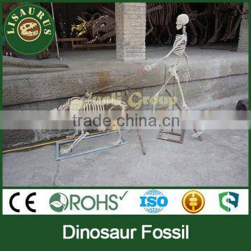 Lisaurus-C-Nice Dinosaur Skeleton Fossil photo-2