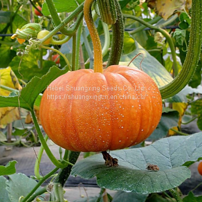 Early maturity red hybrid  pumpkin seeds