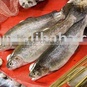 Rainbow Trout