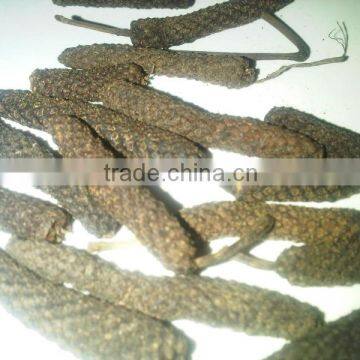 Long Pepper Madura Origin. Good Quality