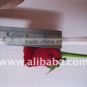 Red Roses