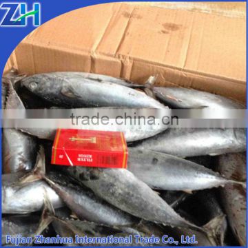 frozen and dried bonito fish with prices