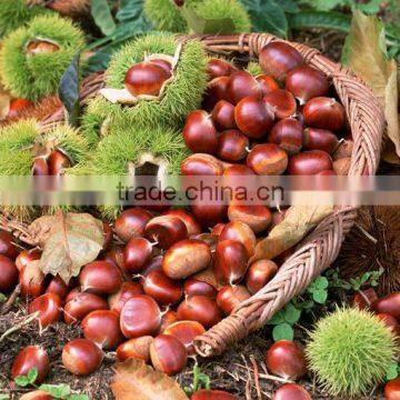 2016 Raw Fresh Chestnuts Sales Opening Booking Bulk Chestnuts photo-3