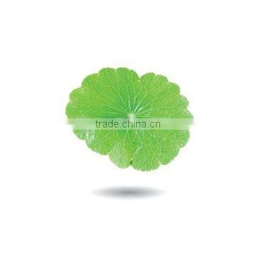 Gotu kola Plant Extract(Asiaticosides )