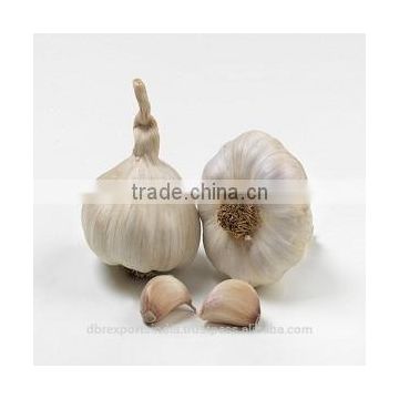 Garlic Oil Pure & Natural