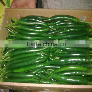 Hot Chilli
