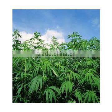 Hot Selling Wholesale Agricultural Hemp Seeds photo-4