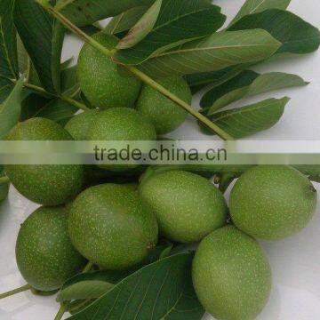 Walnut Saplings Available... photo-6