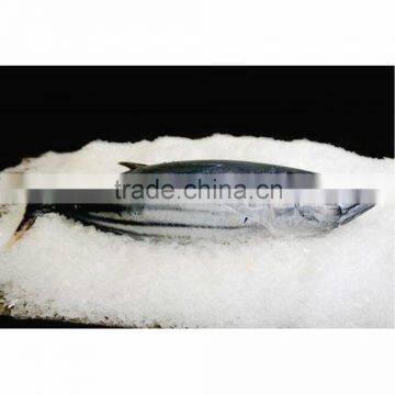 Fresh whole tuna skipjack tuna for sale