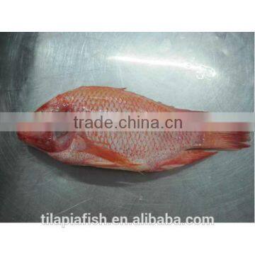 Frozen fish from live fish farm for sale