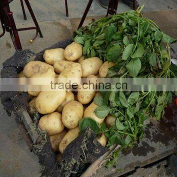 Chinese Potato Price