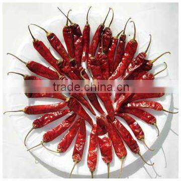BEST QUALITY RED CHILI EXPORTER photo-3