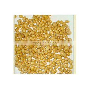Canned Soybean/ Baked Bean
